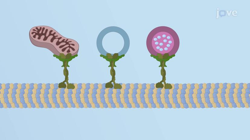 The Movement of Organelles and Vesicles