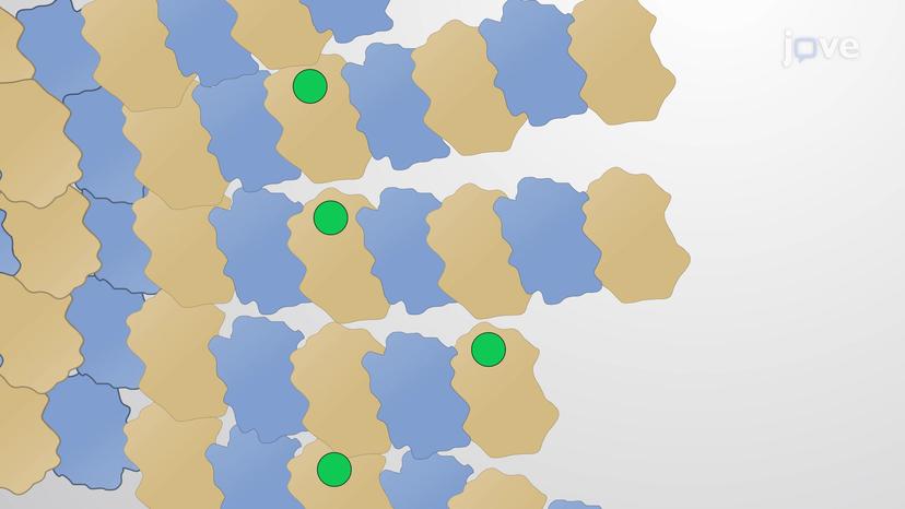 Drugs that Stabilize Microtubules