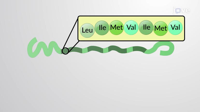 The Structure of Intermediate Filaments