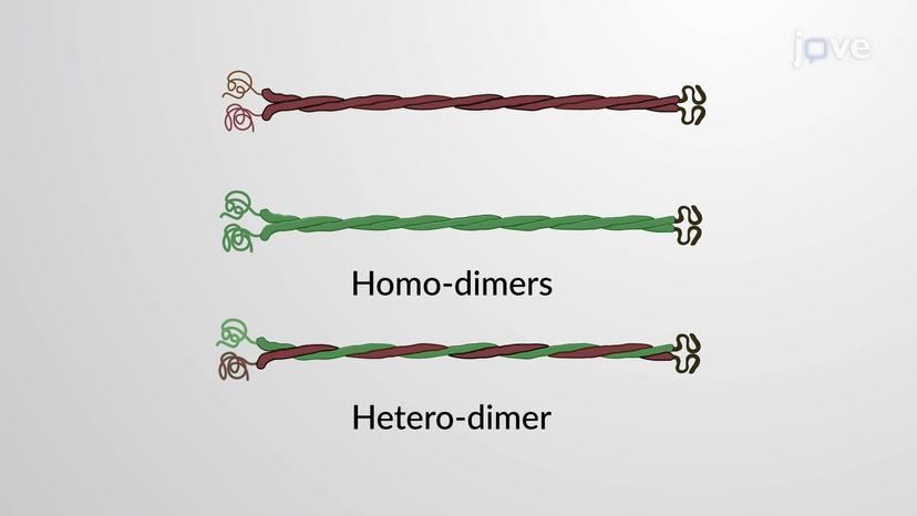 Types of Intermediate Filaments