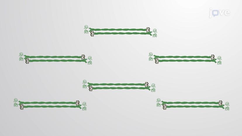 Formation of Intermediate Filaments