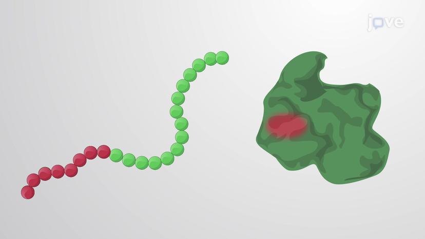 Signal Sequences and Sorting Receptors