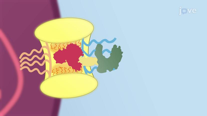 Nuclear Protein Sorting