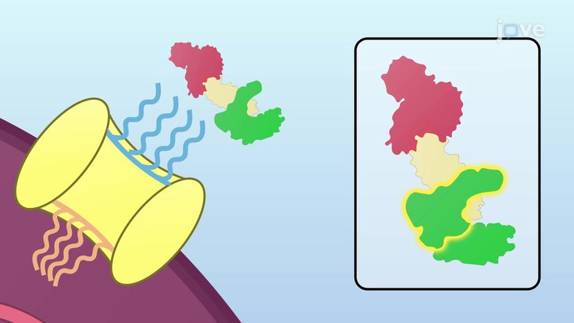 Nuclear Localization Signals and Import