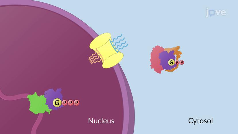 Directionality of Nuclear Transport