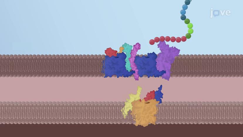 Mitochondrial Precursor Proteins