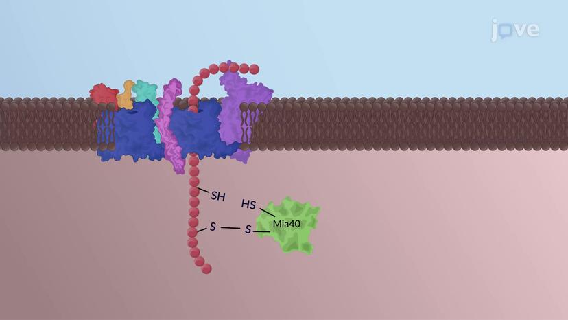 Translocation of Proteins into the Mitochondria