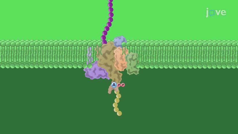 Protein Transport to the Stroma