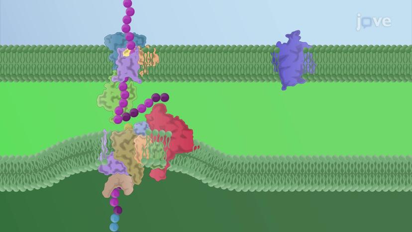 Protein Transport to the Outer Chloroplast Membrane