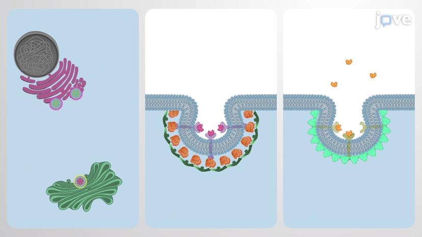 Introduction to Membrane Traffic