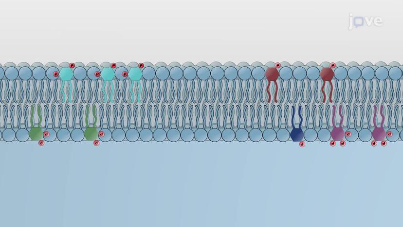 Phosphoinositides and PIPs