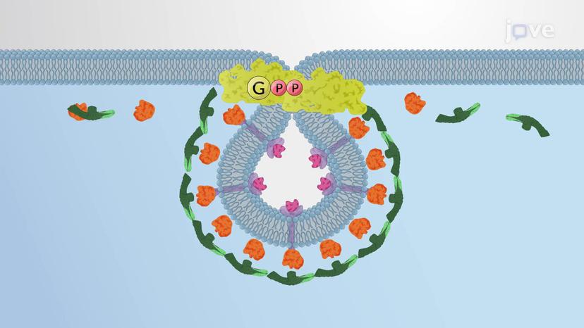 Pinching-off of Coated Vesicles