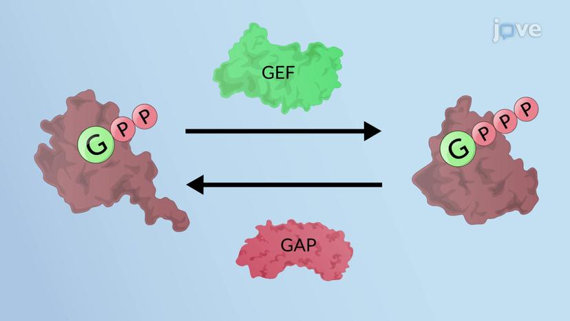 Rab Proteins