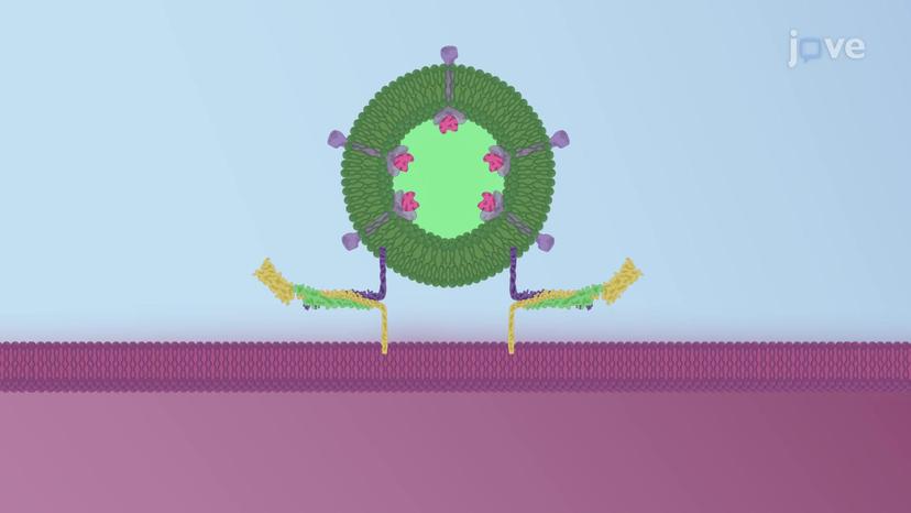 SNAREs and Membrane Fusion