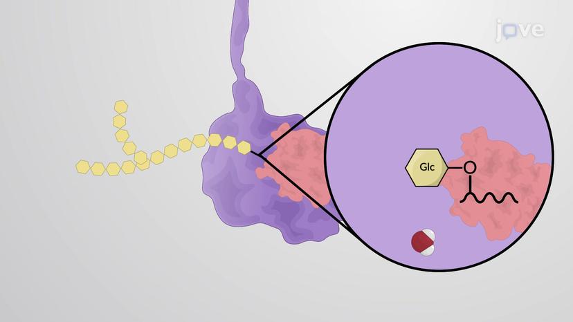 Protein Glycosylation