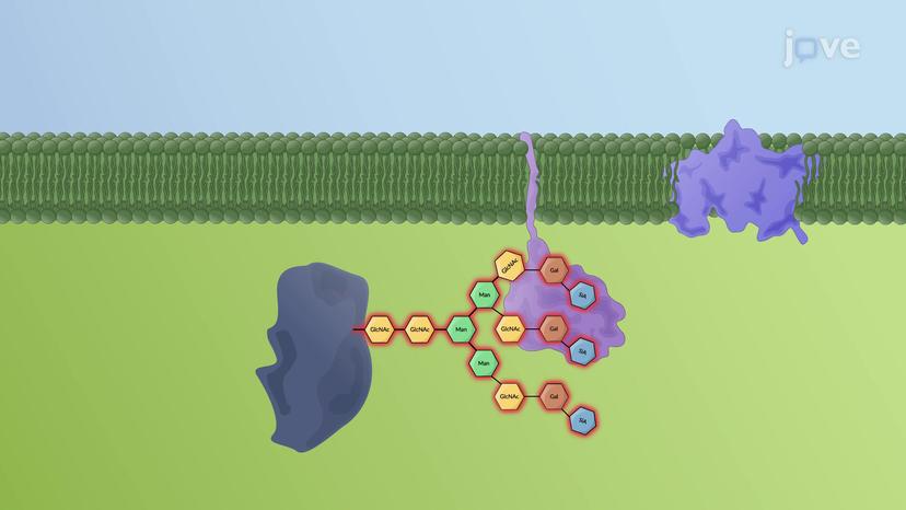 Oligosaccharide Assembly