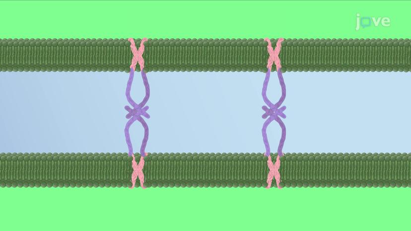 Golgi Matrix Proteins