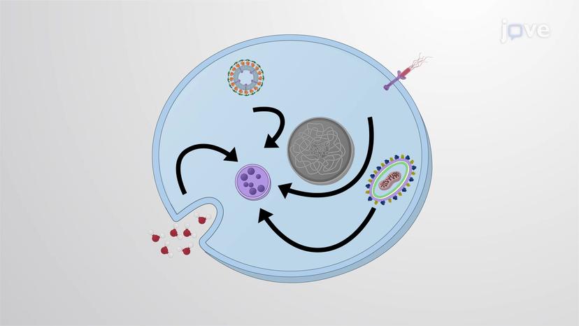 Delivery Pathways to the Lysosome