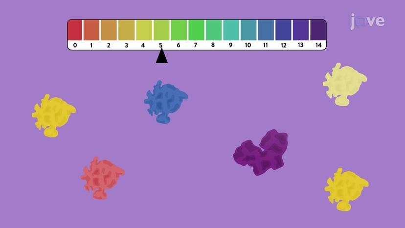 Lysosomal Hydrolases