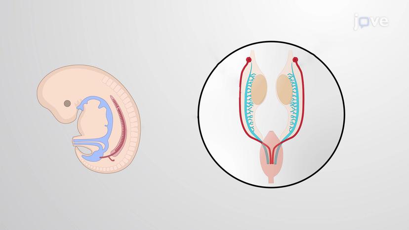 The Y Chromosome Determines Maleness