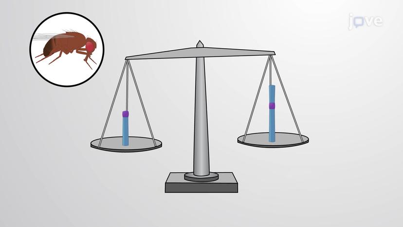 The Ratio of X Chromosome to Autosomes