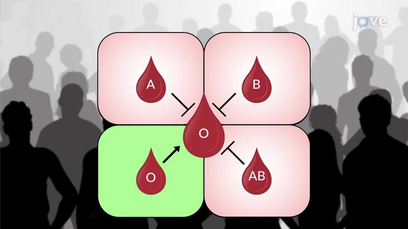 Blood Transfusion and Agglutination