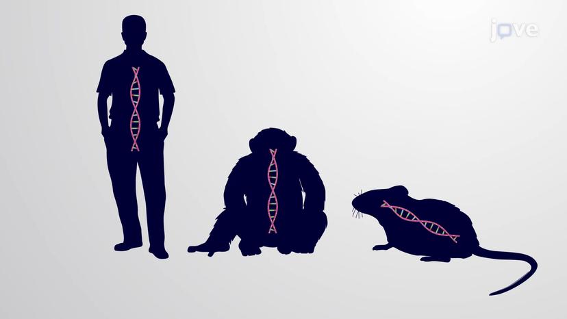 Evolutionary Relationships through Genome Comparisons