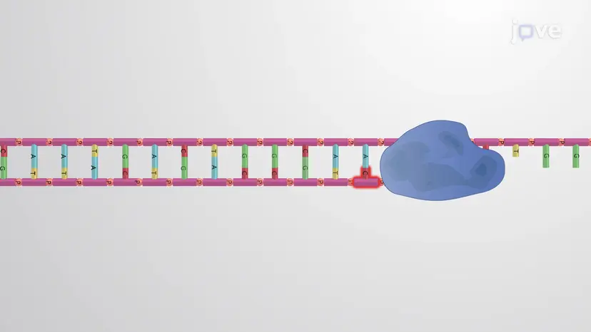 Genome Copying Errors