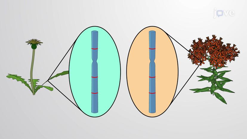 Synteny and Evolution