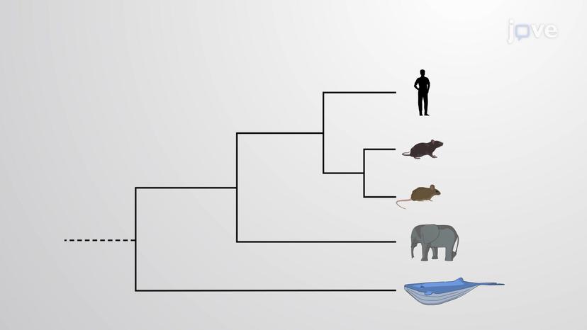 Multi-species Conserved Sequences