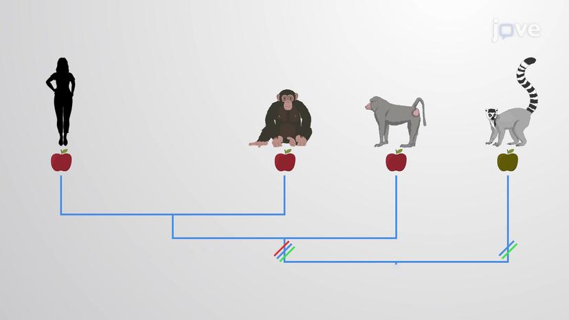 Gene Duplication and Divergence