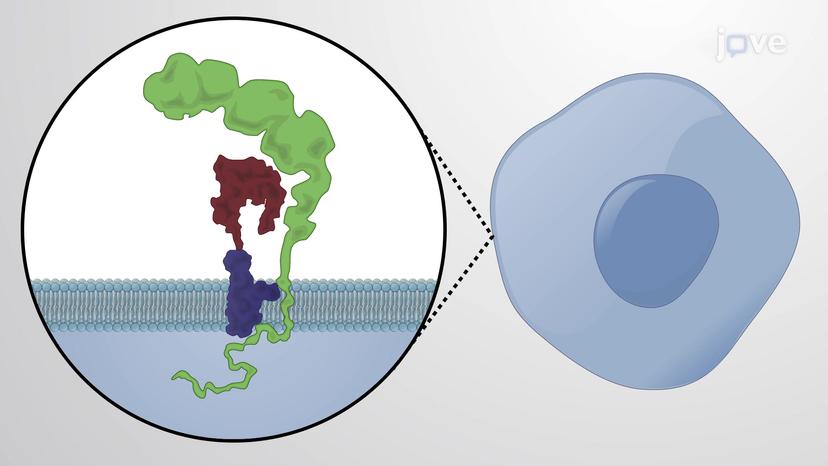 Canonical Wnt Signaling Pathway