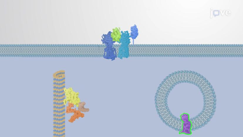 Hedgehog Signaling Pathway