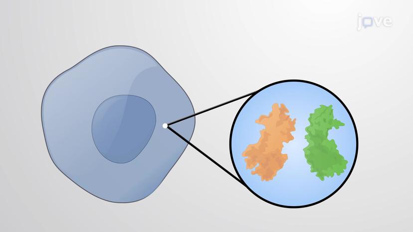 NF-&#954;B-dependent Signaling Pathway