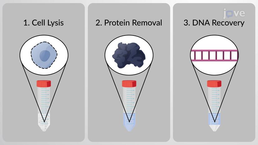 DNA Isolation