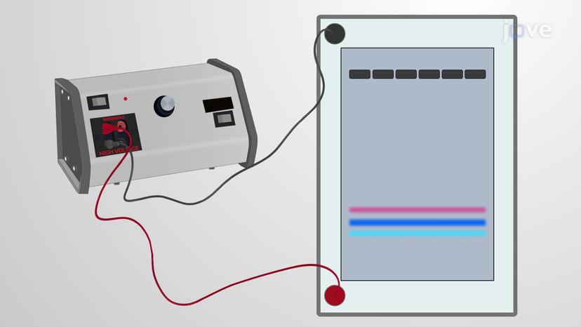 DNA Agarose Gel Electrophoresis