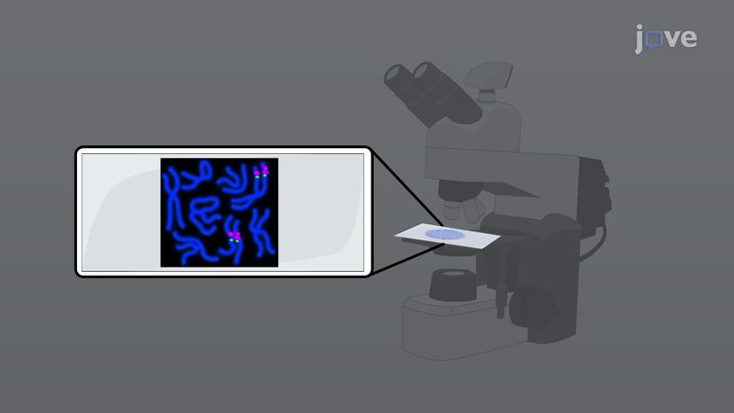 FISH - Fluorescent In-situ Hybridization