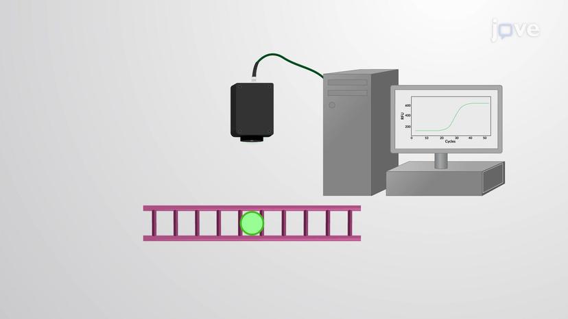 Real Time RT-PCR