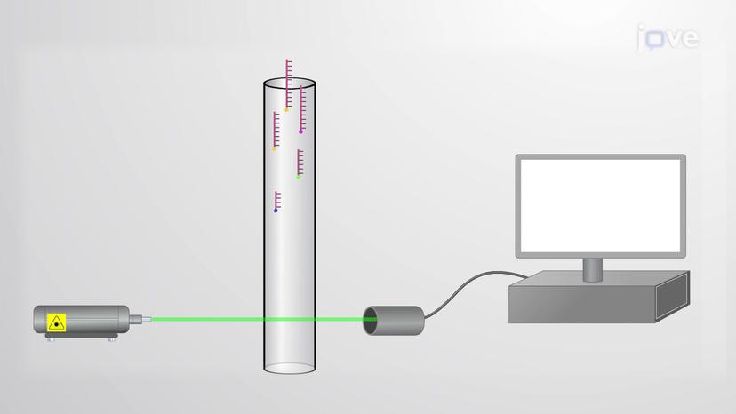 Sanger Sequencing