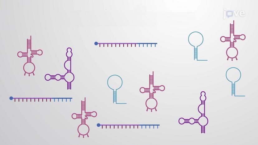 RNA-seq