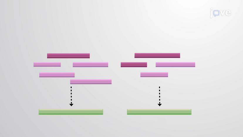 Genome Annotation and Assembly