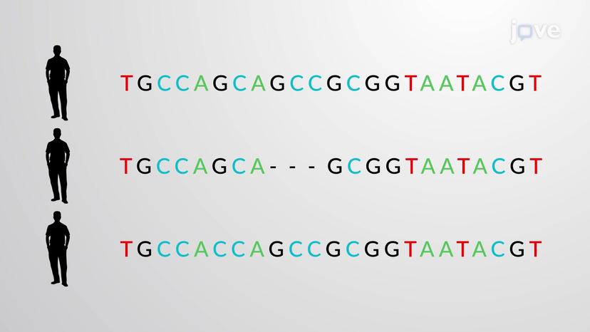 Single Nucleotide Polymorphisms-SNPs