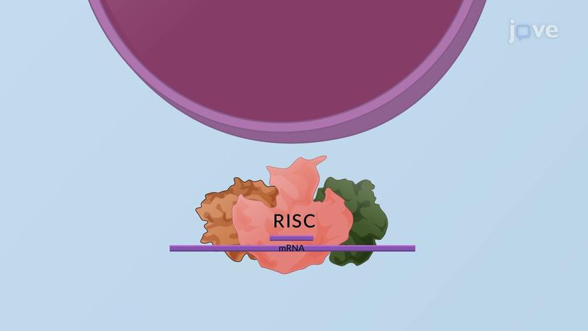 Experimental RNAi