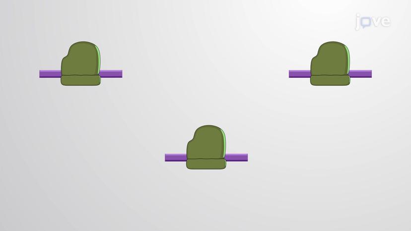 Ribosome Profiling