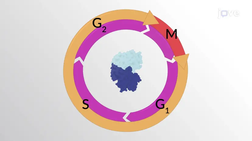 The Cell Cycle Control System