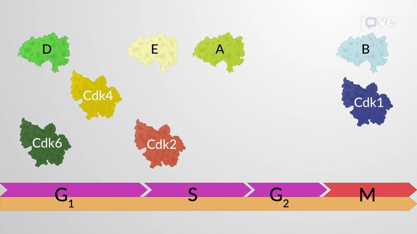 Positive Regulator Molecules