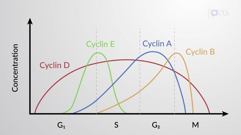 Inhibition of Cdk Activity