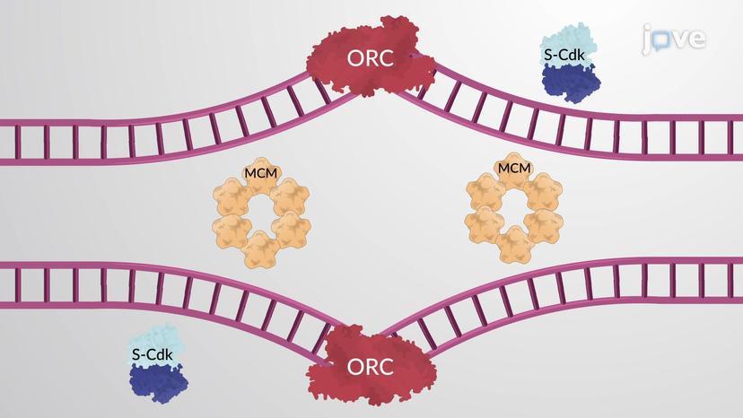 S-Cdk Initiates DNA Replication