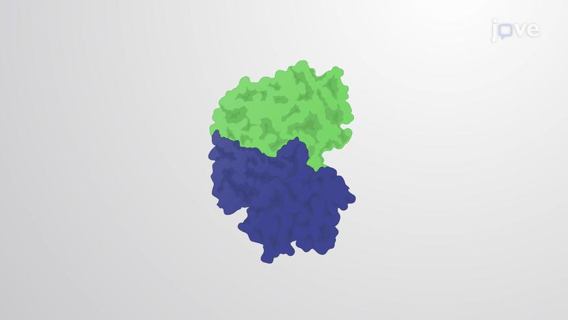 M-Cdk Drives Transition Into Mitosis