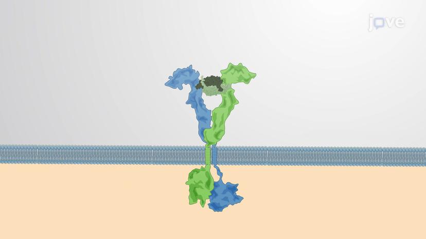 Mitogens and the Cell Cycle